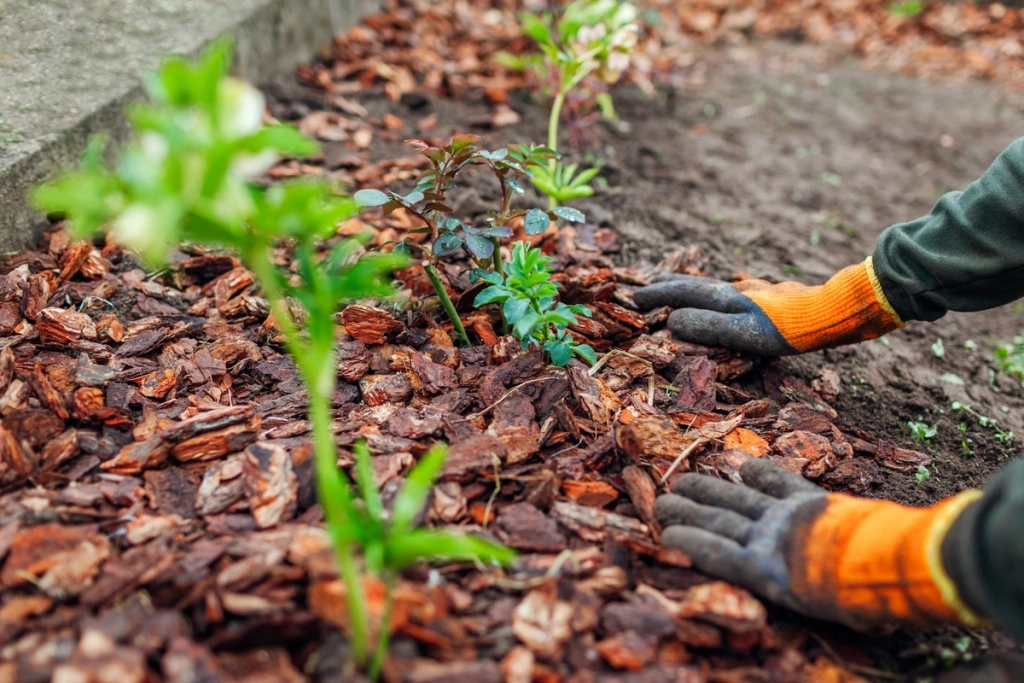 paysagiste étalant du bois dans des plantations pour un entretien de jardin écologique